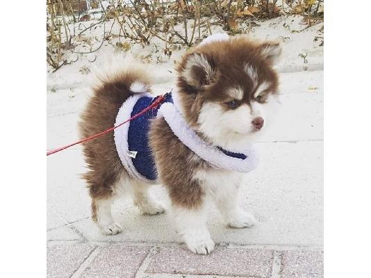 PoulaTo: υπέροχο pomsky έτοιμο για υιοθέτηση